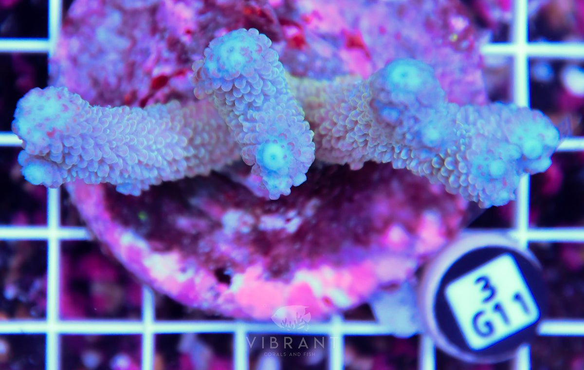 Acro INDO