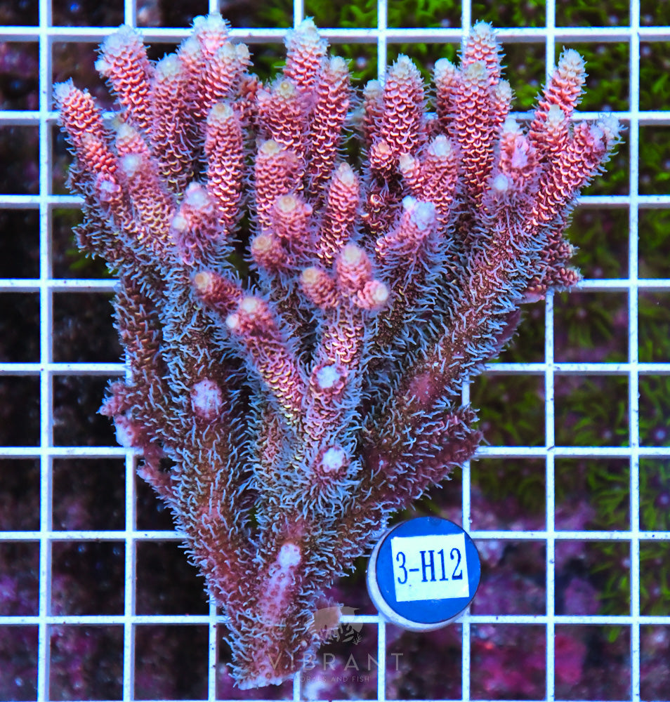 Acro Ultra SOL