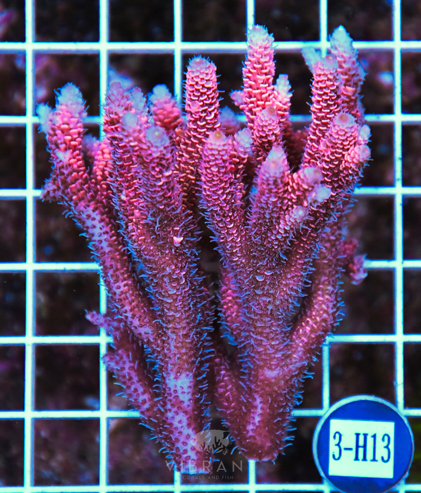 Acro Ultra SOL