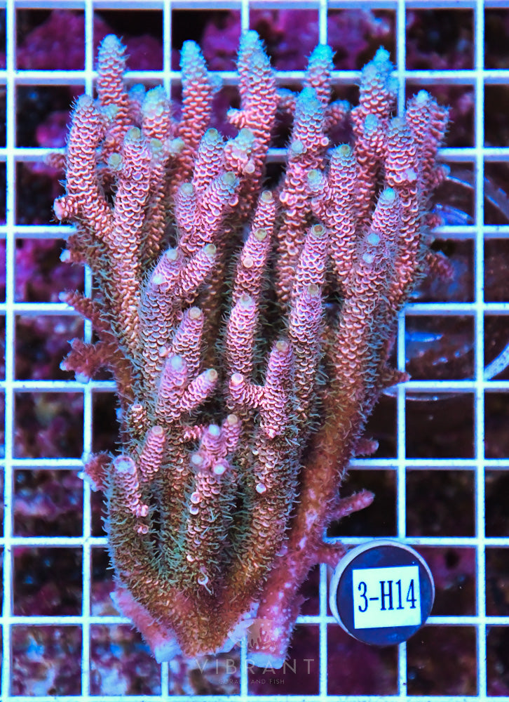 Acro Ultra SOL