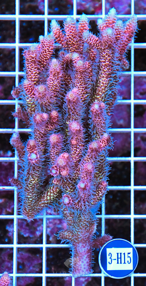 Acro Ultra SOL
