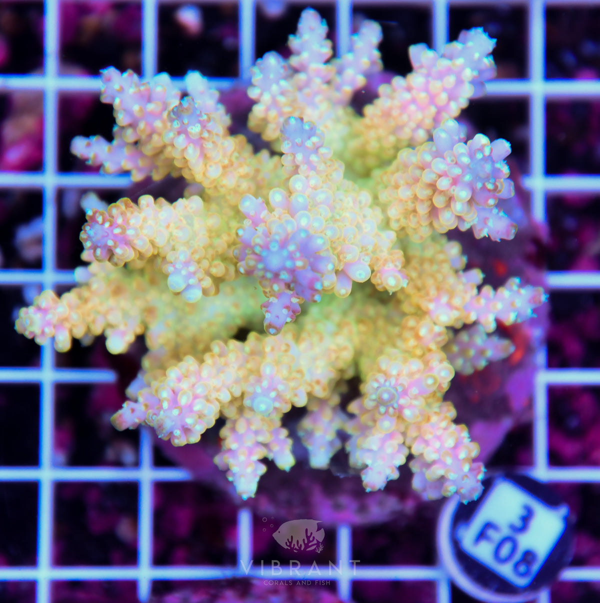 Acro INDO