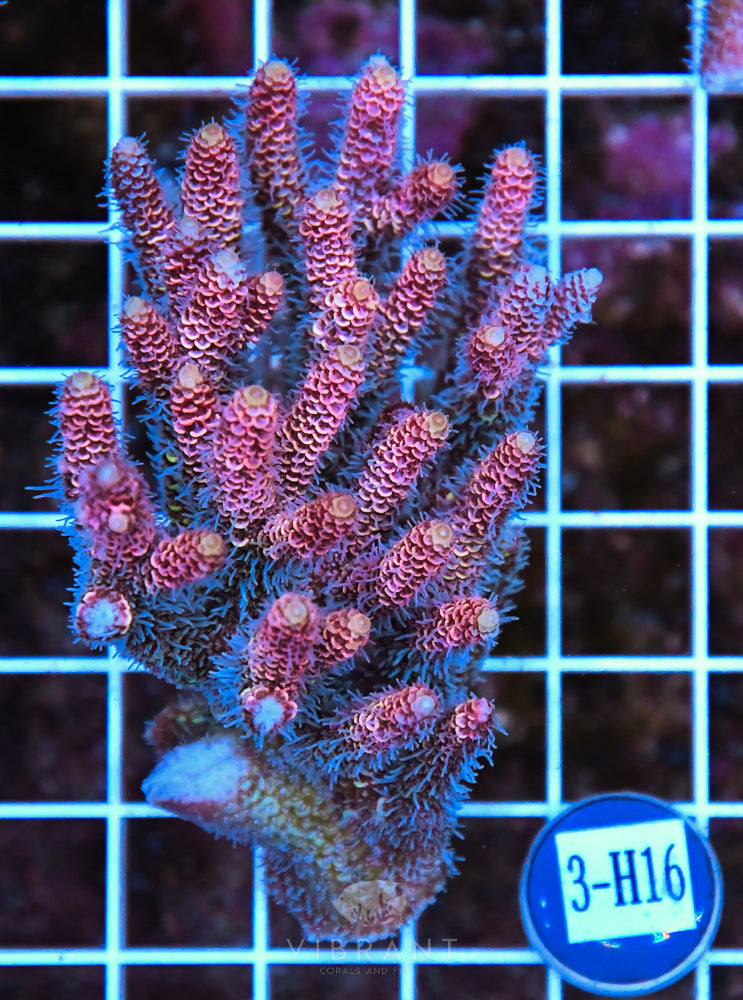 Acro Ultra SOL