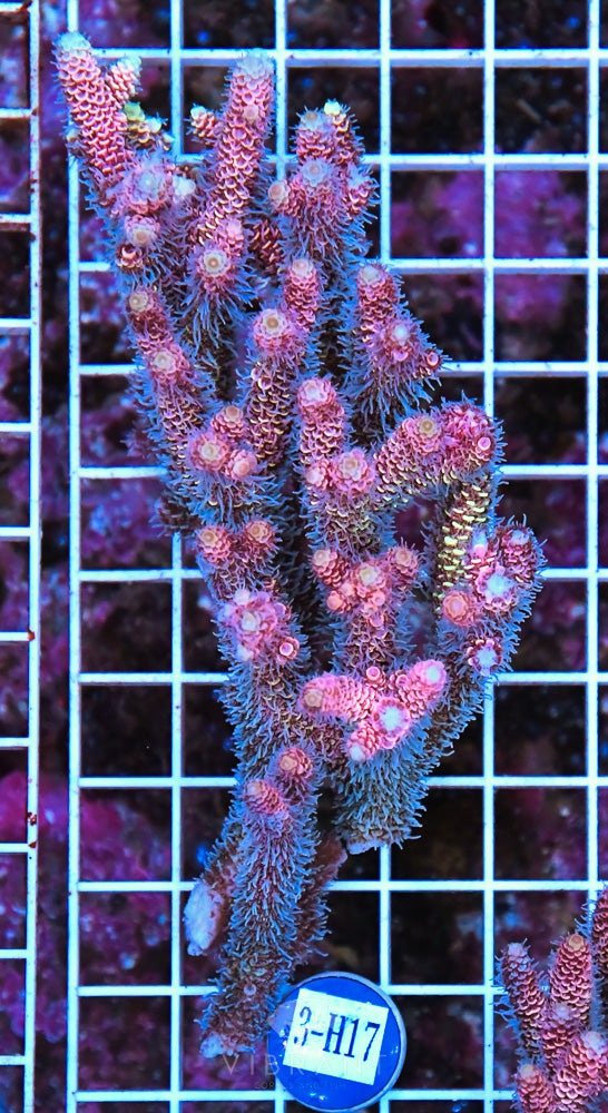 Acro Ultra SOL