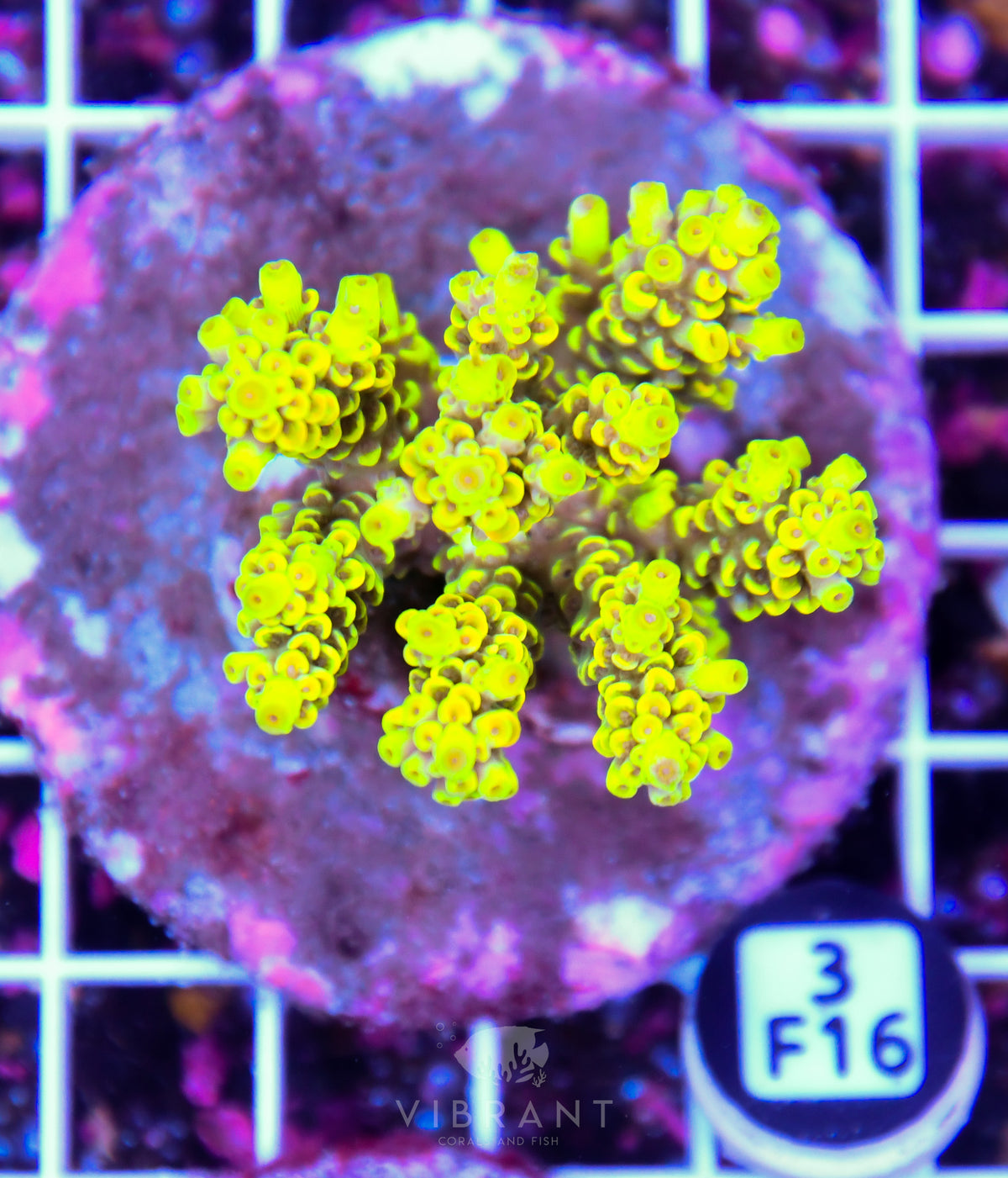 Acro INDO