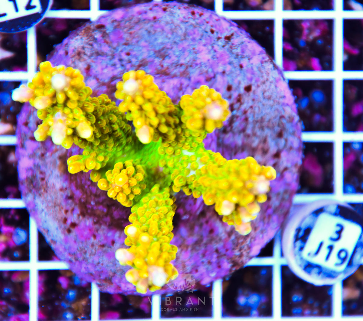 Acro INDO