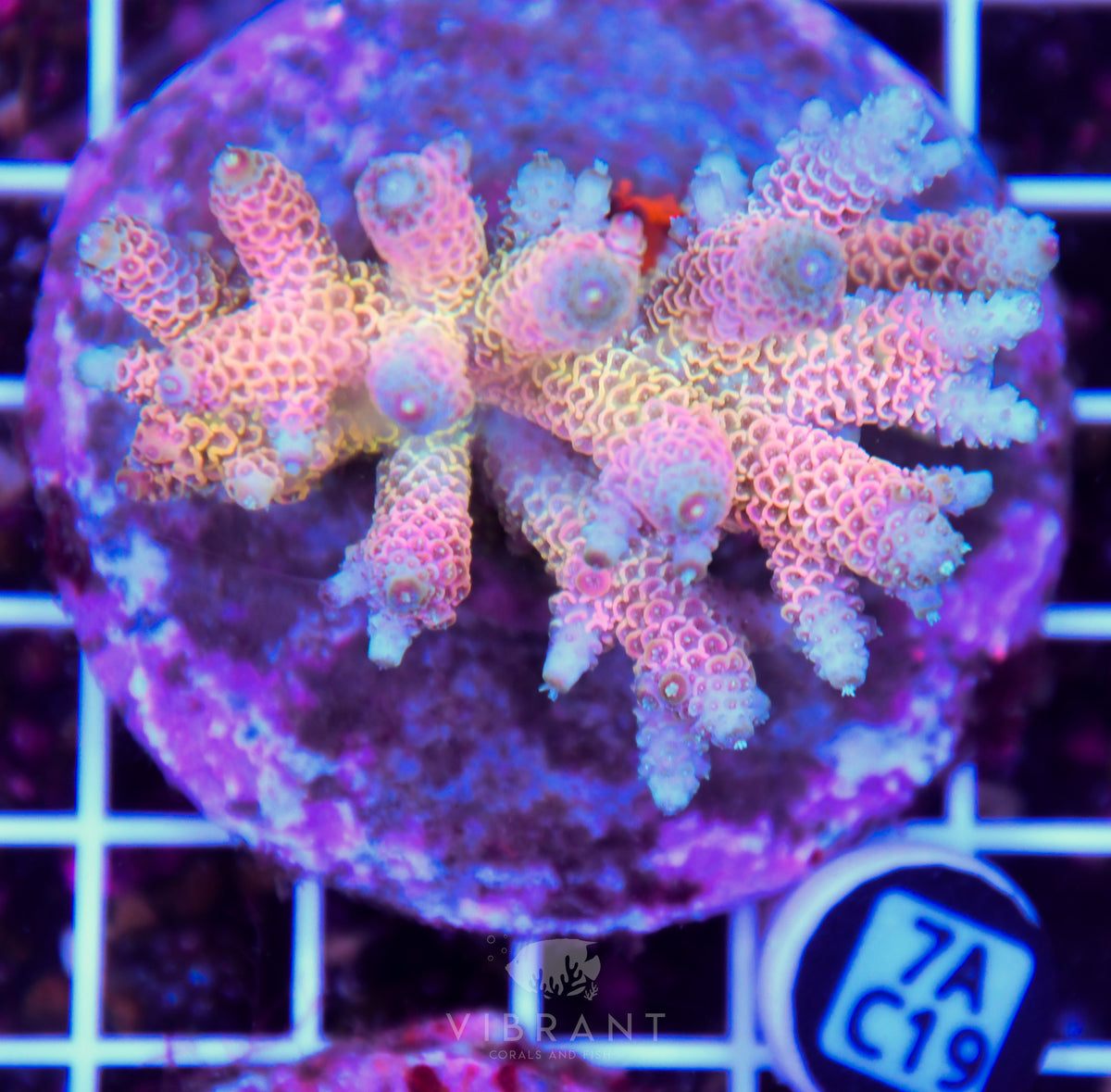 Acro INDO