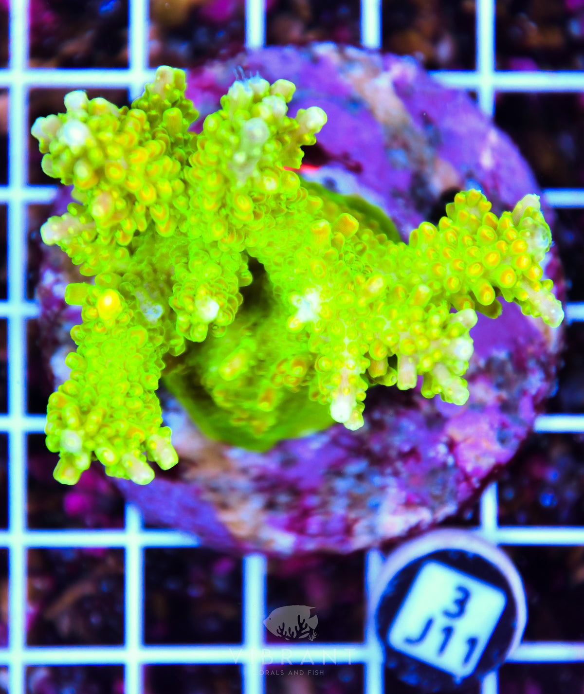 Acro INDO