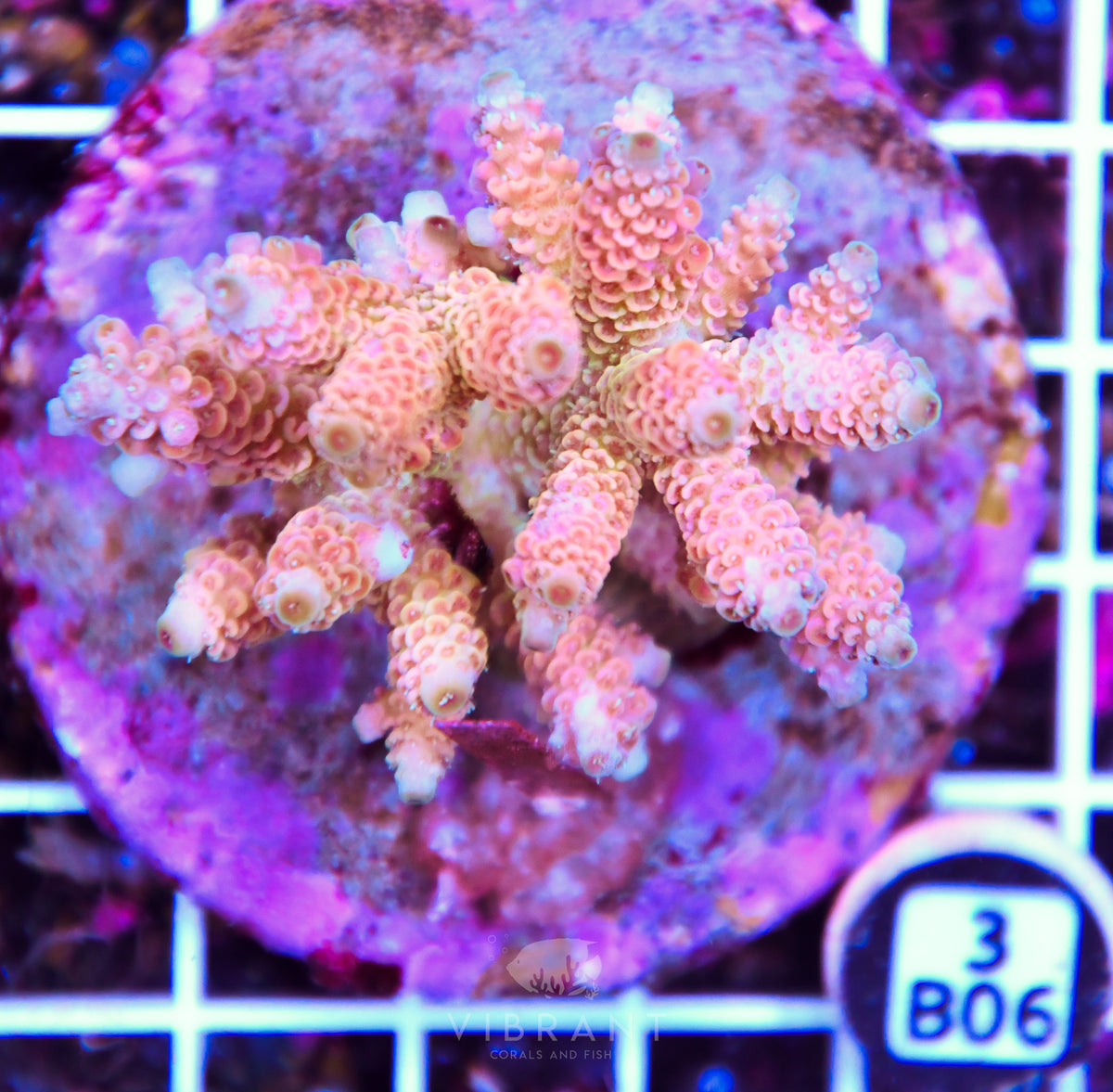 Acro INDO