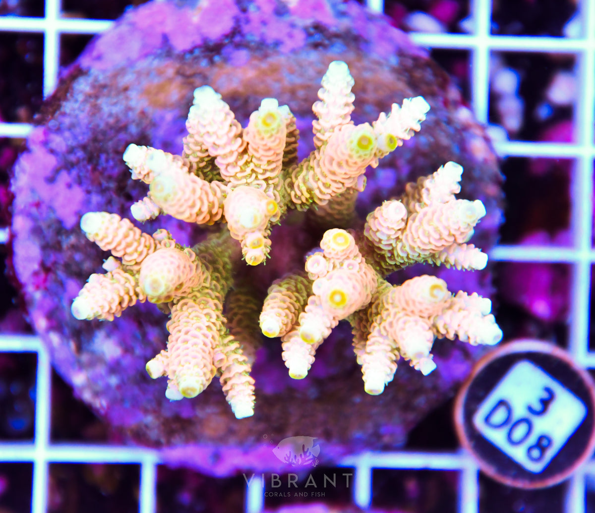 Acro INDO