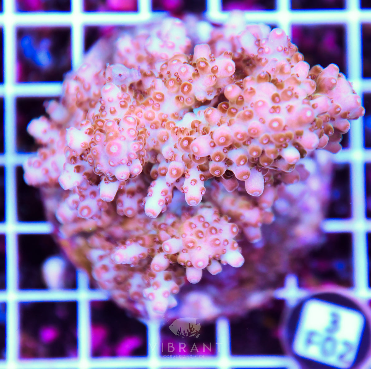 Acro INDO