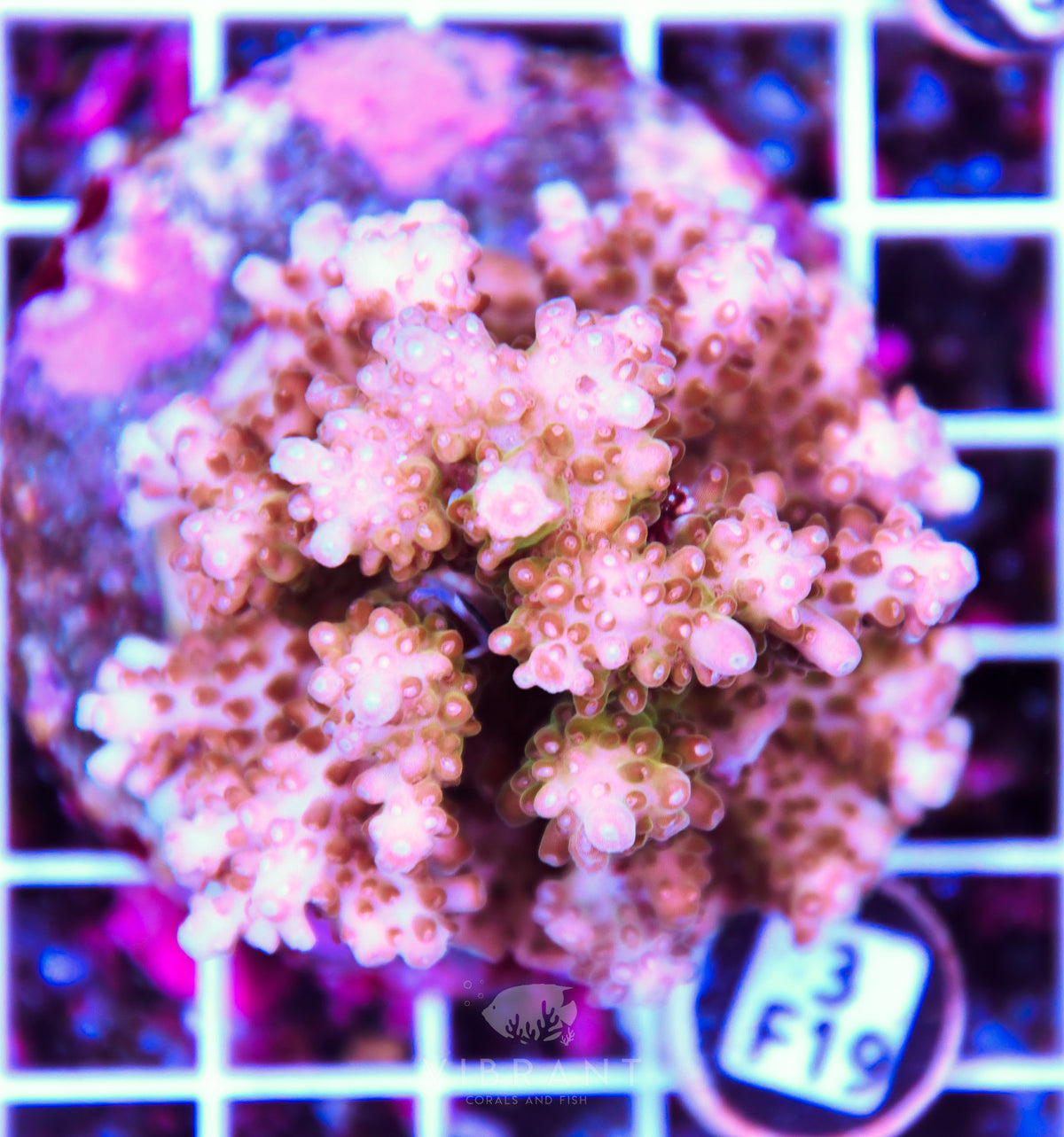 Acro INDO