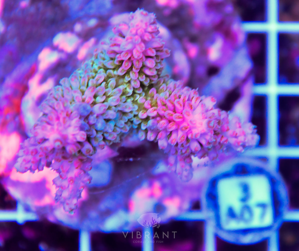 Acro INDO
