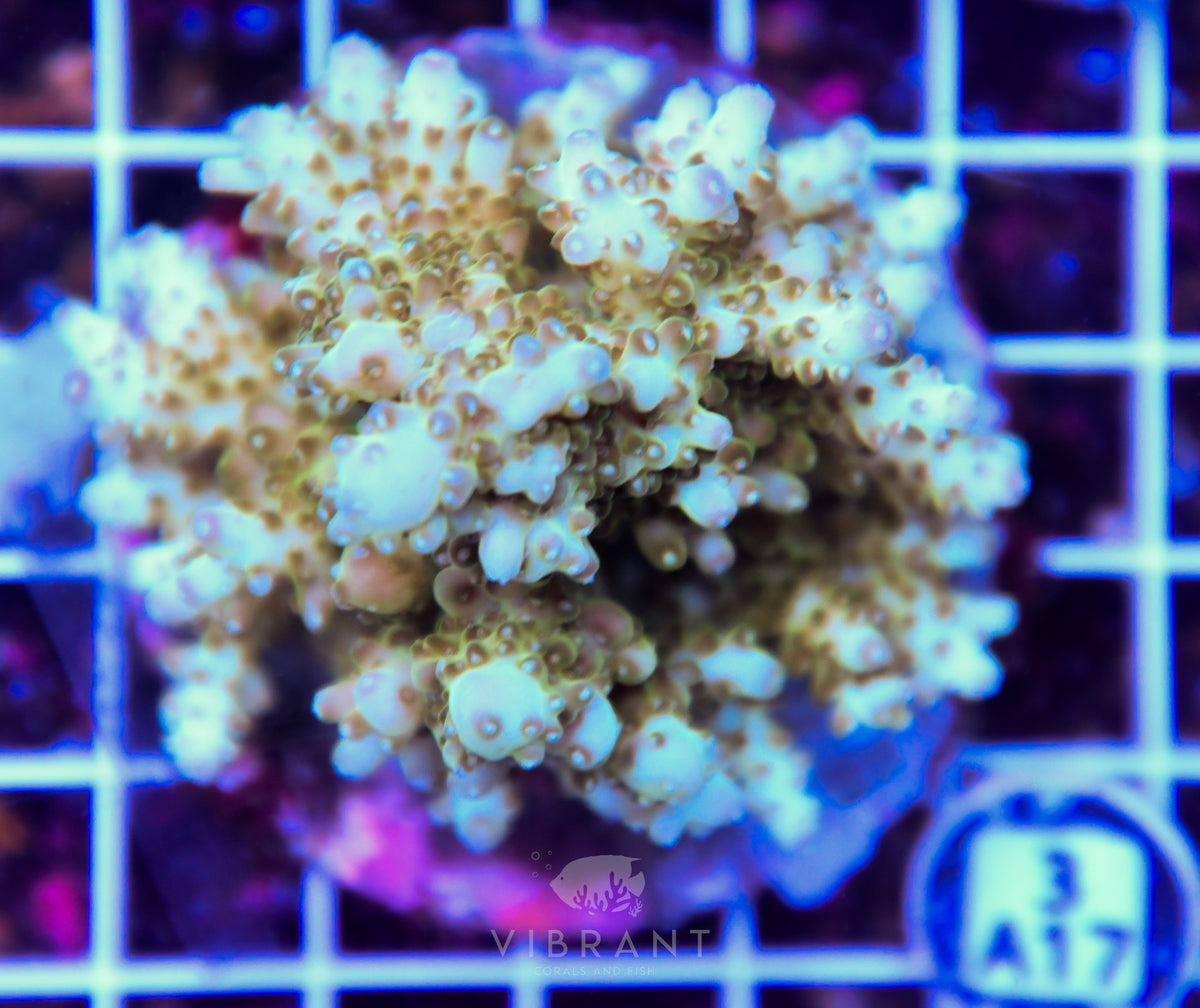 Acro INDO
