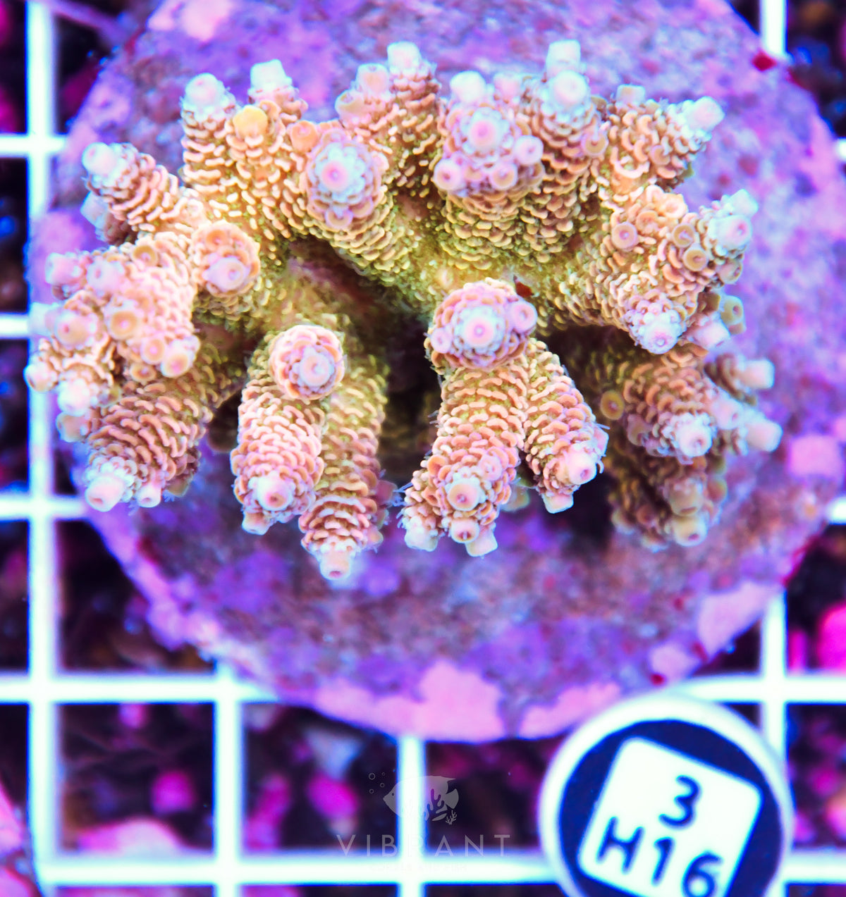 Acro INDO
