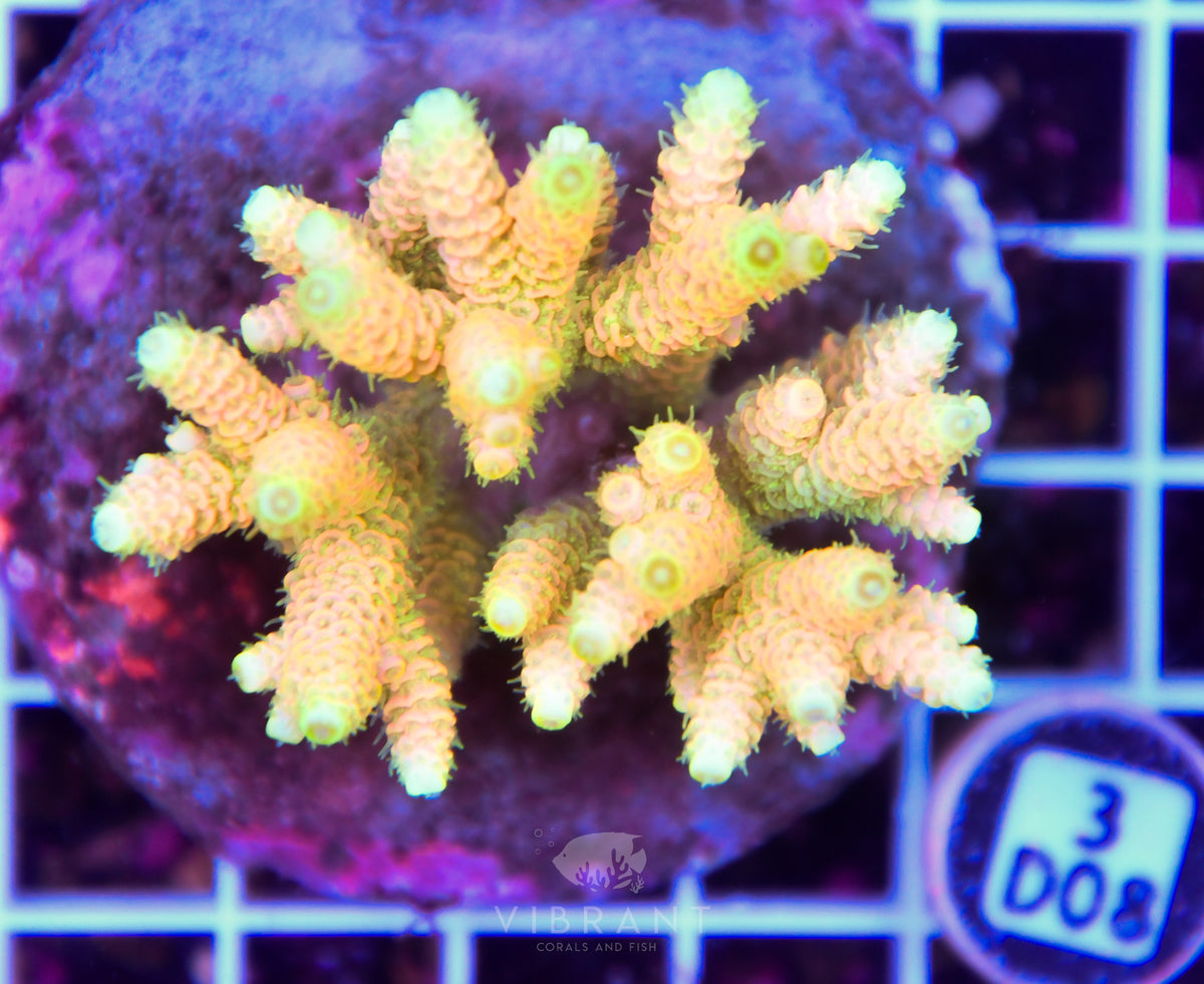 Acro INDO