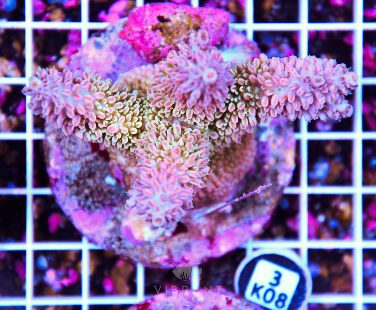 Acro INDO