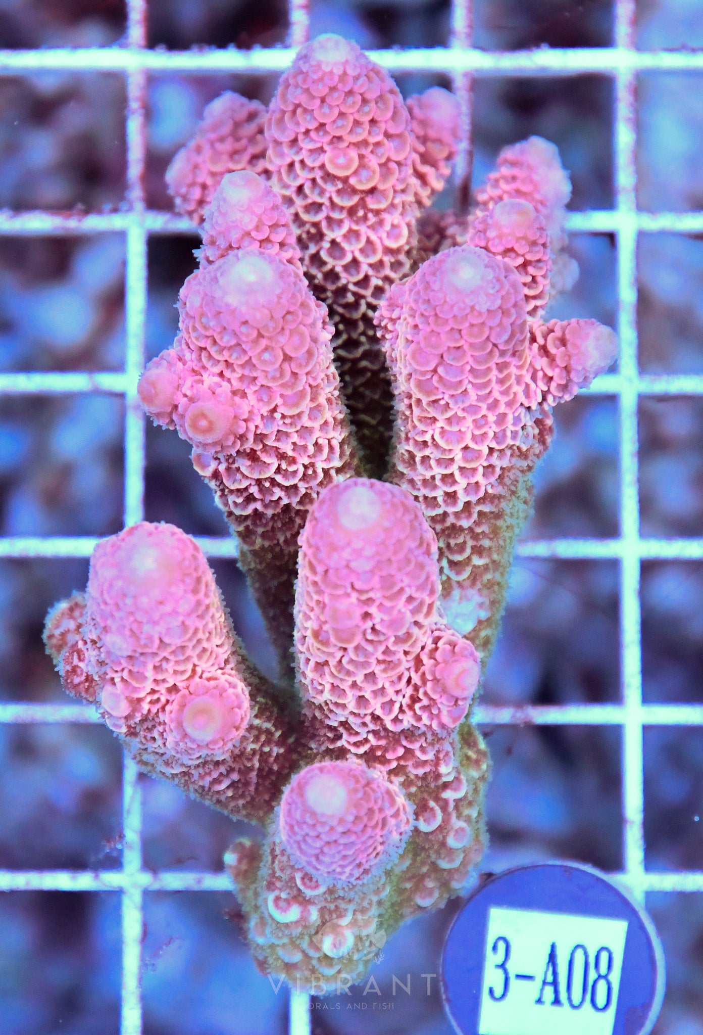 Acro Ultra AUS