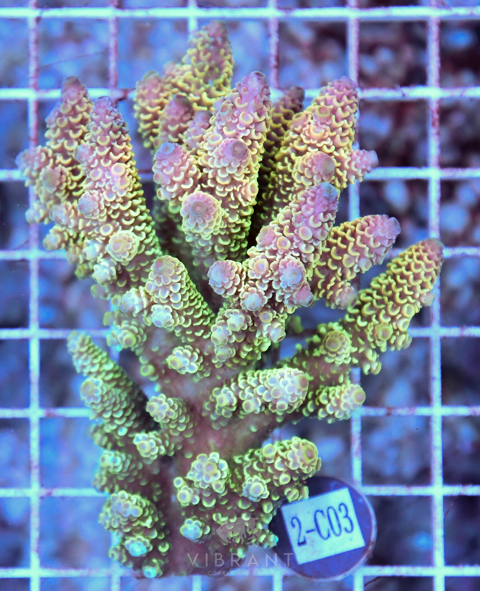Acro Ultra AUS