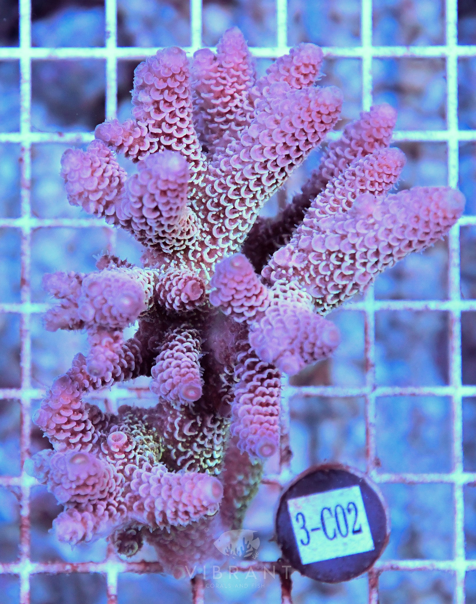 Acro Ultra AUS