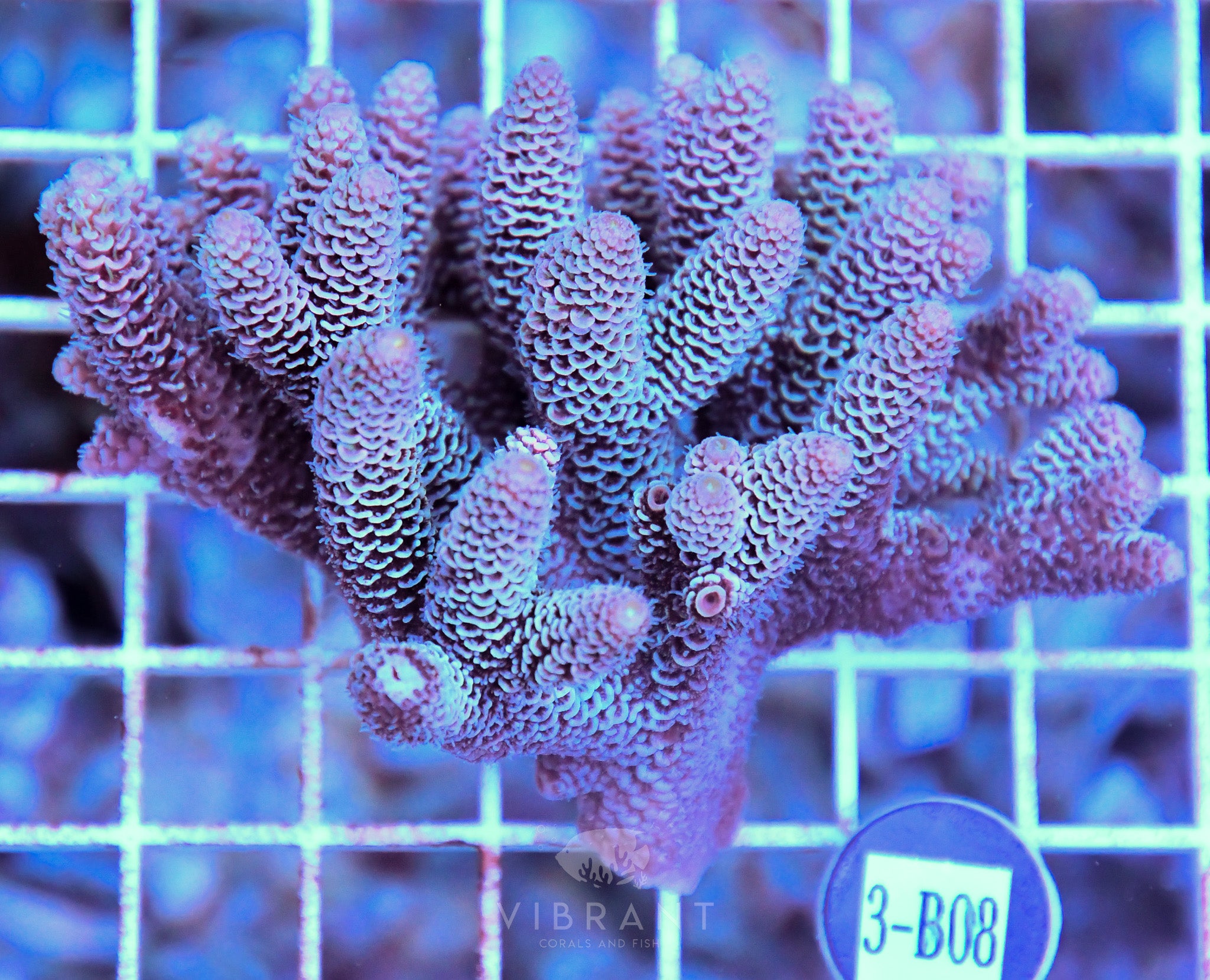 Acro Ultra SOL