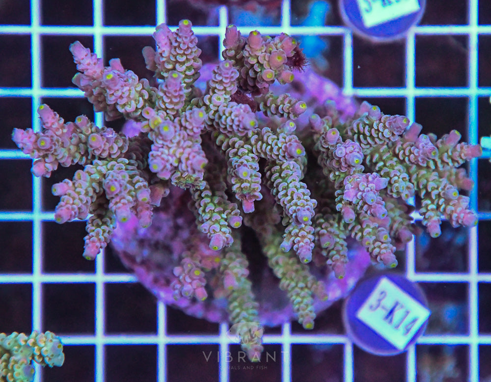 Acro INDO