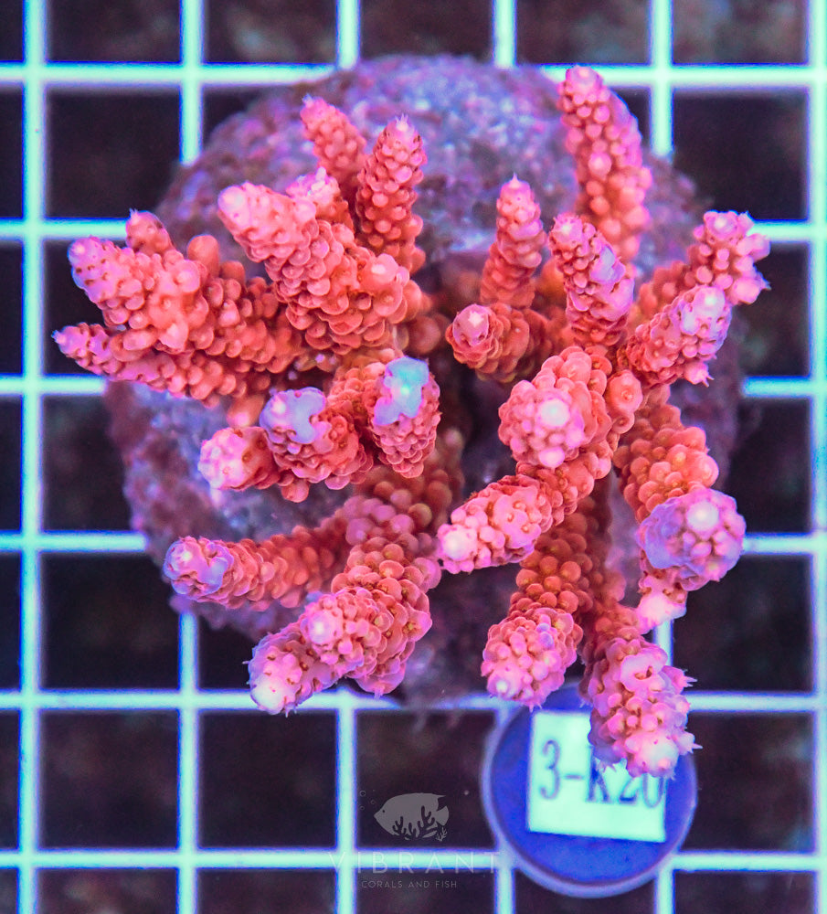 Acro INDO