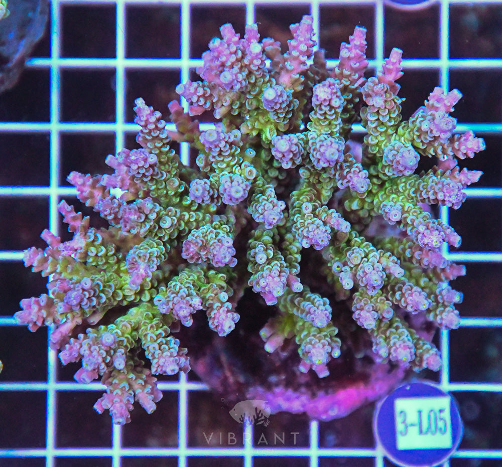 Acro INDO