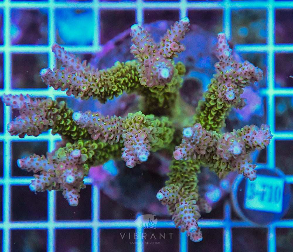 Acro INDO