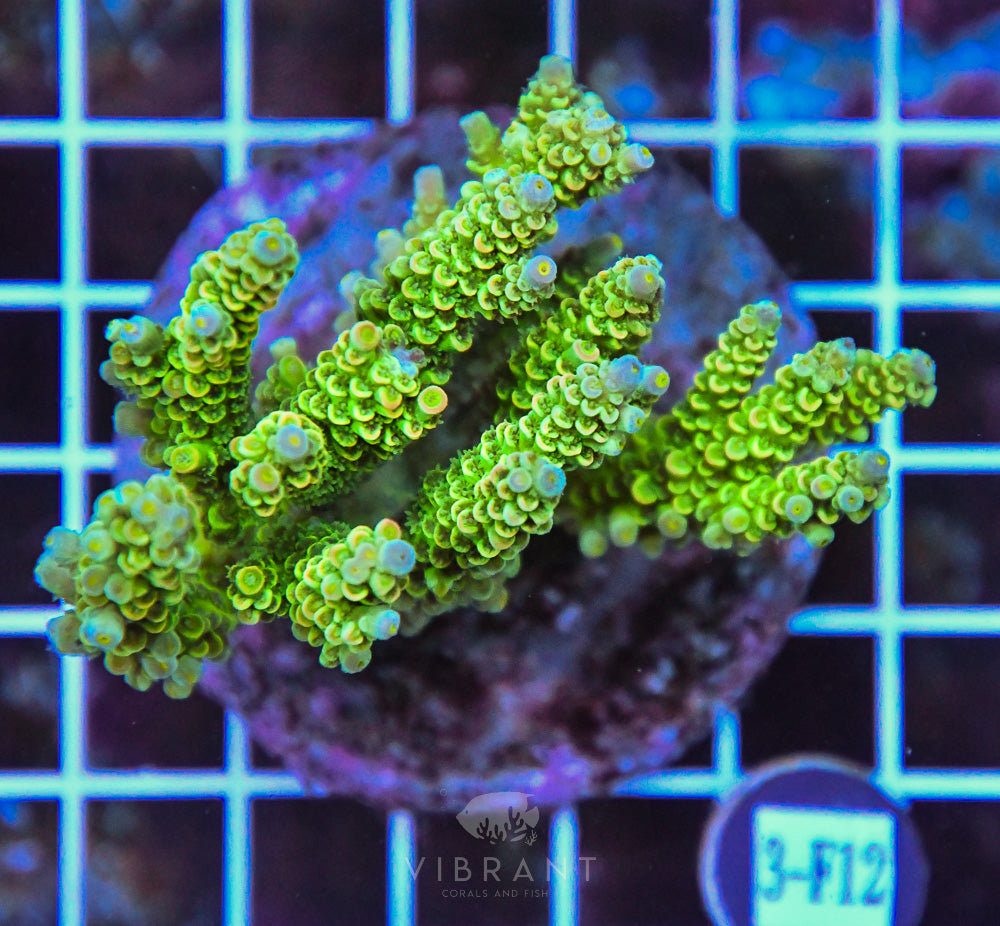 Acro INDO