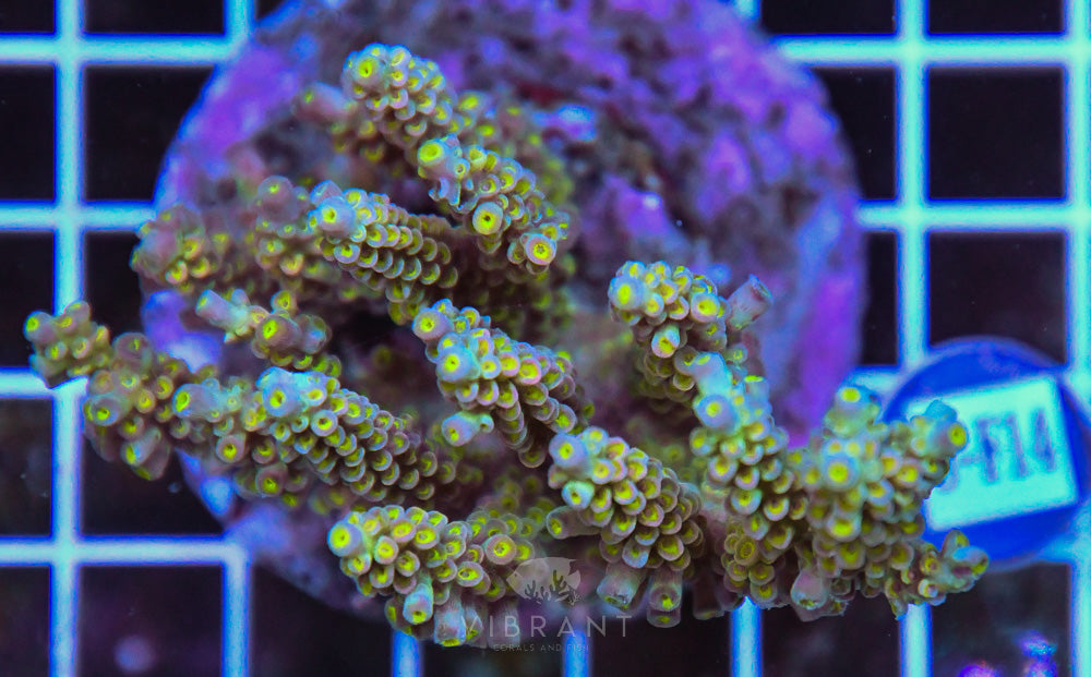 Acro INDO
