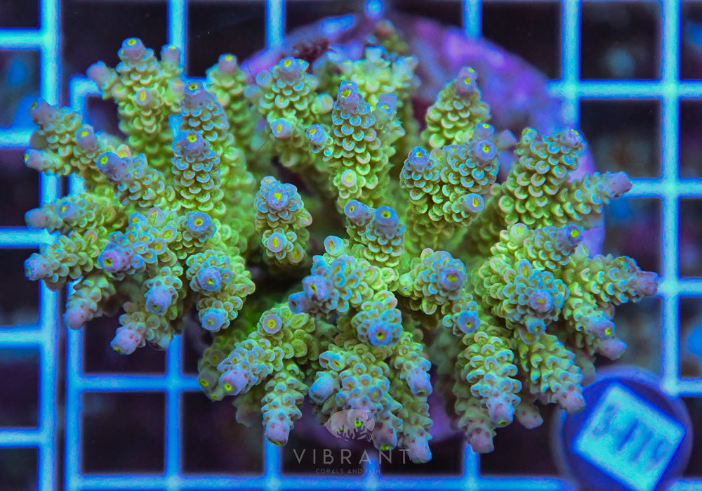 Acro INDO
