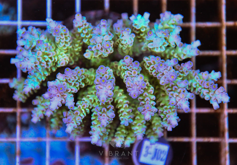 Acro INDO