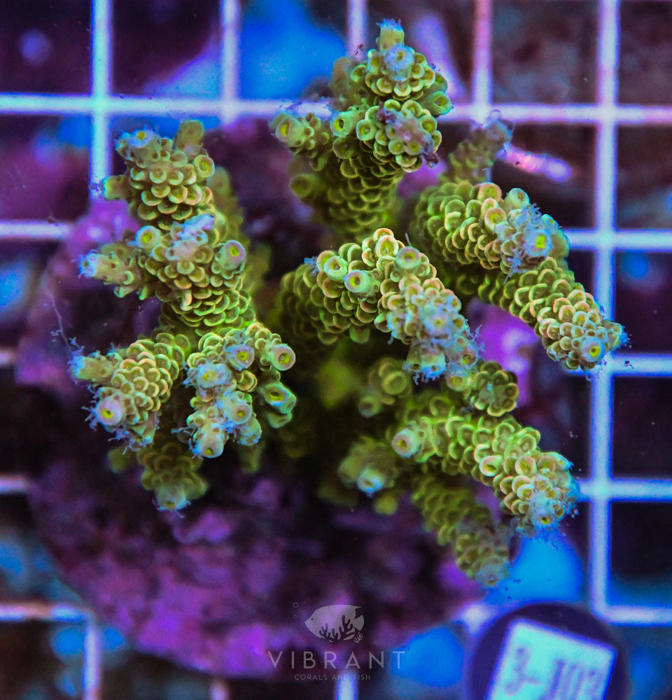 Acro INDO