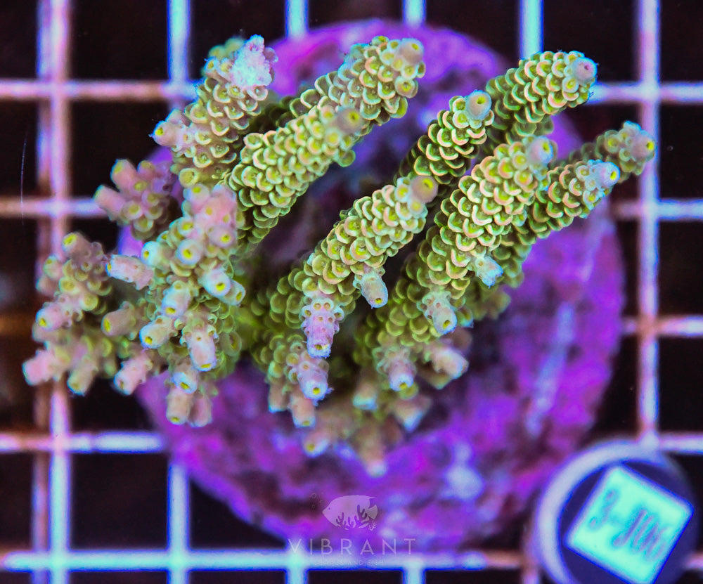Acro INDO