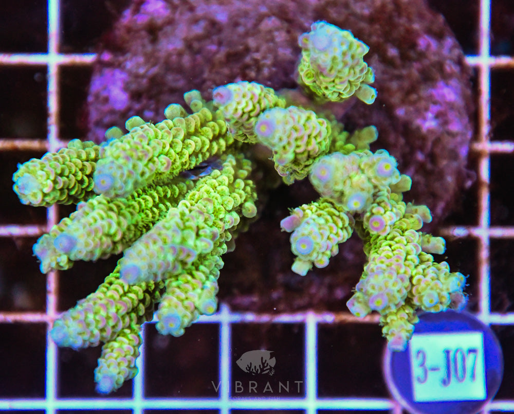 Acro INDO