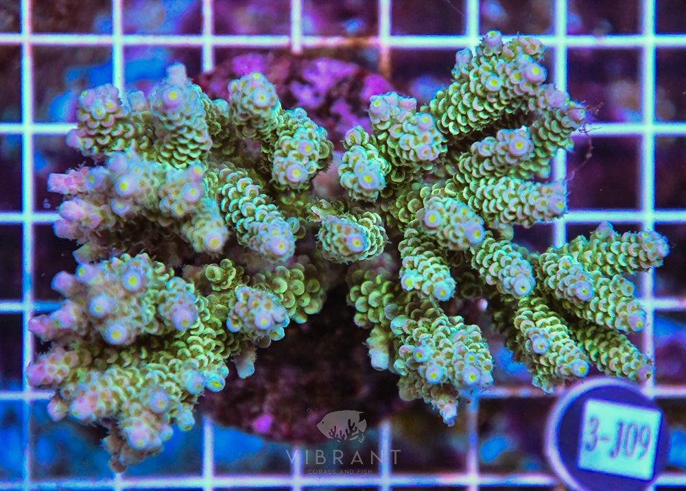 Acro INDO