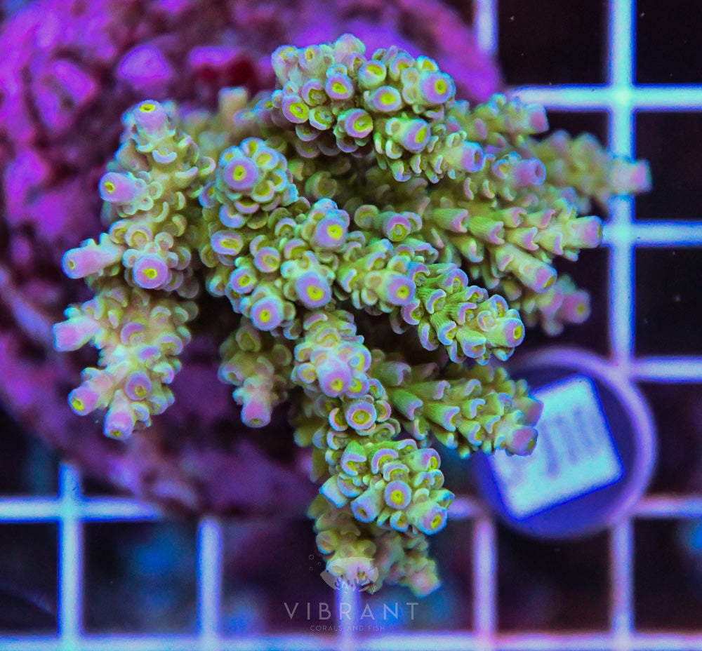 Acro INDO