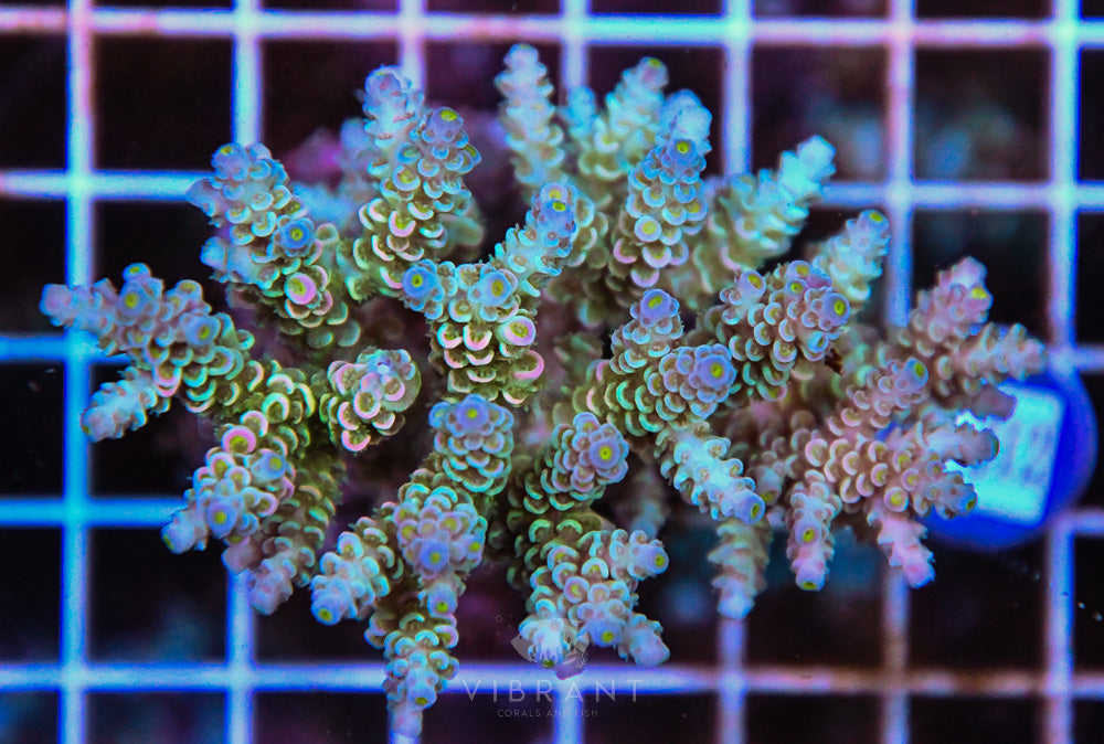 Acro INDO