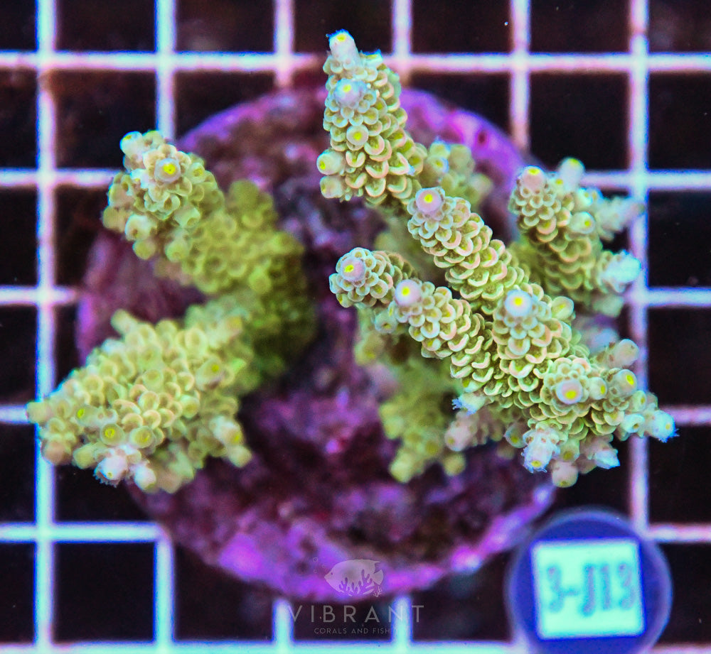 Acro INDO