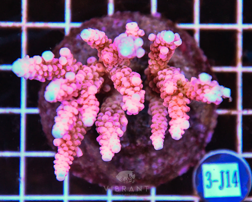 Acro INDO