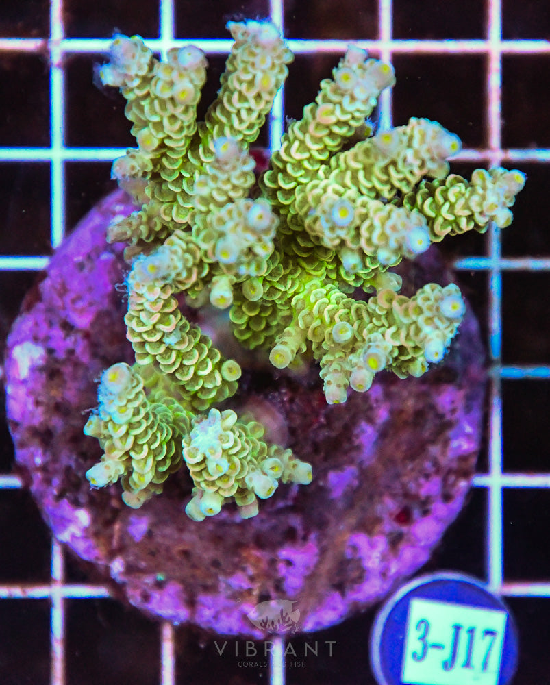Acro INDO