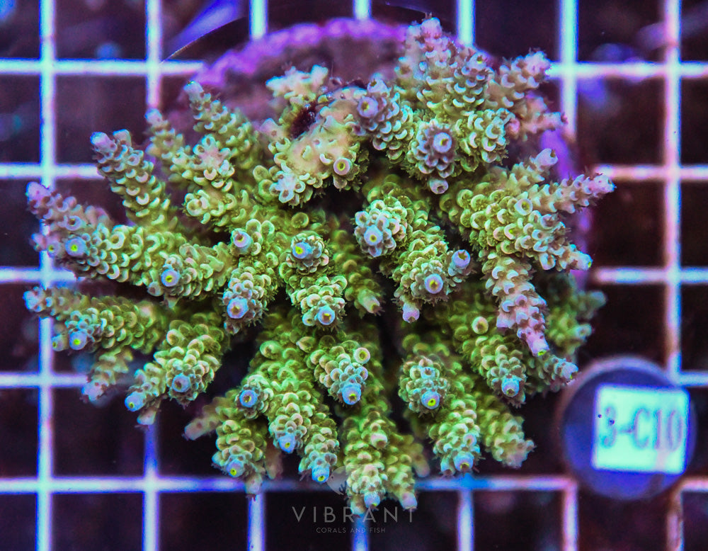 Acro INDO