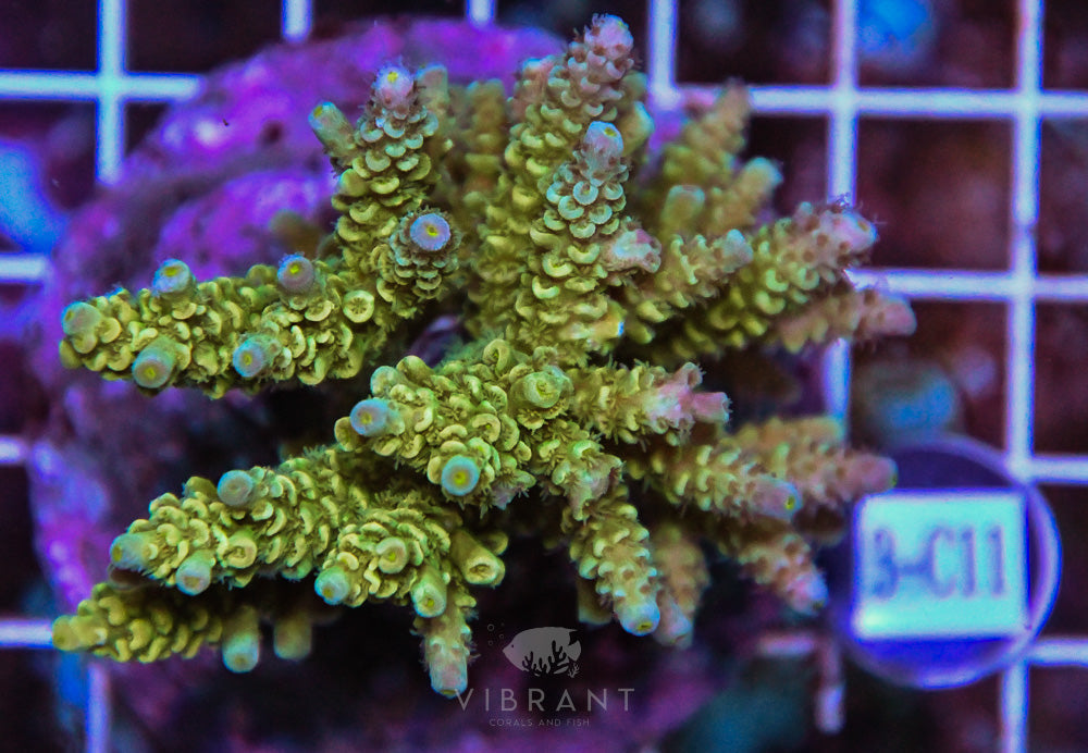 Acro INDO