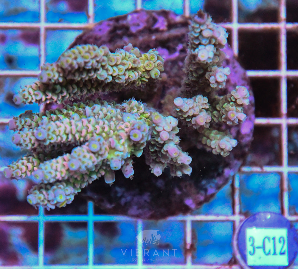 Acro INDO