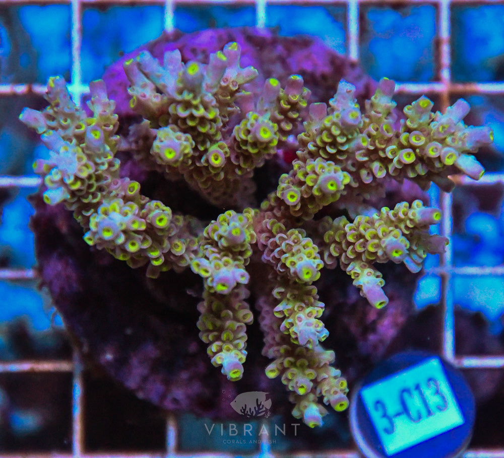 Acro INDO
