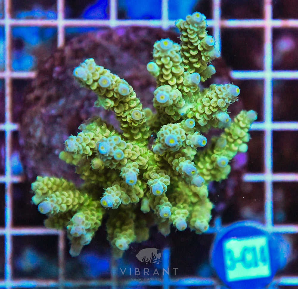 Acro INDO