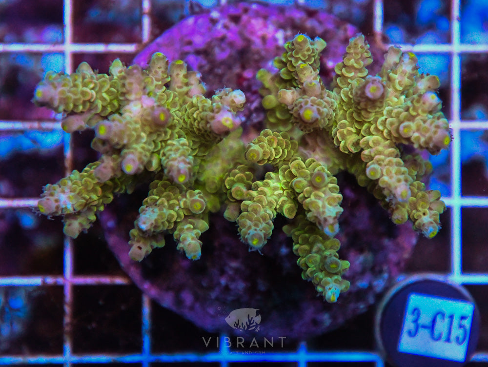 Acro INDO
