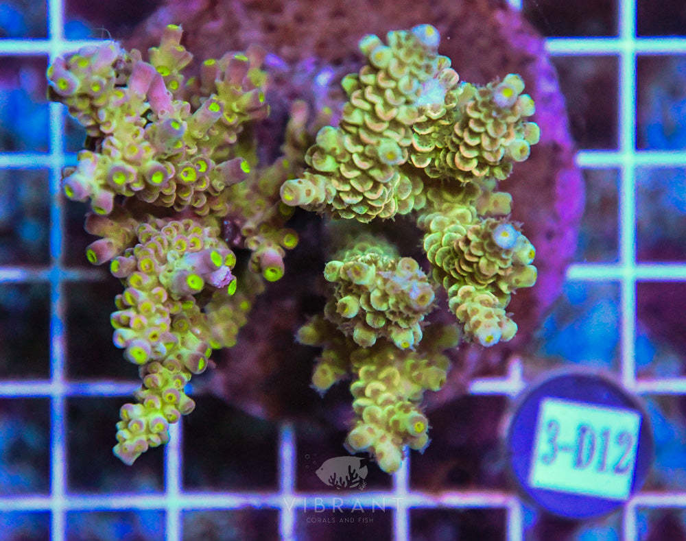 Acro INDO