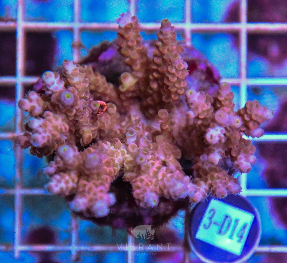 Acro INDO
